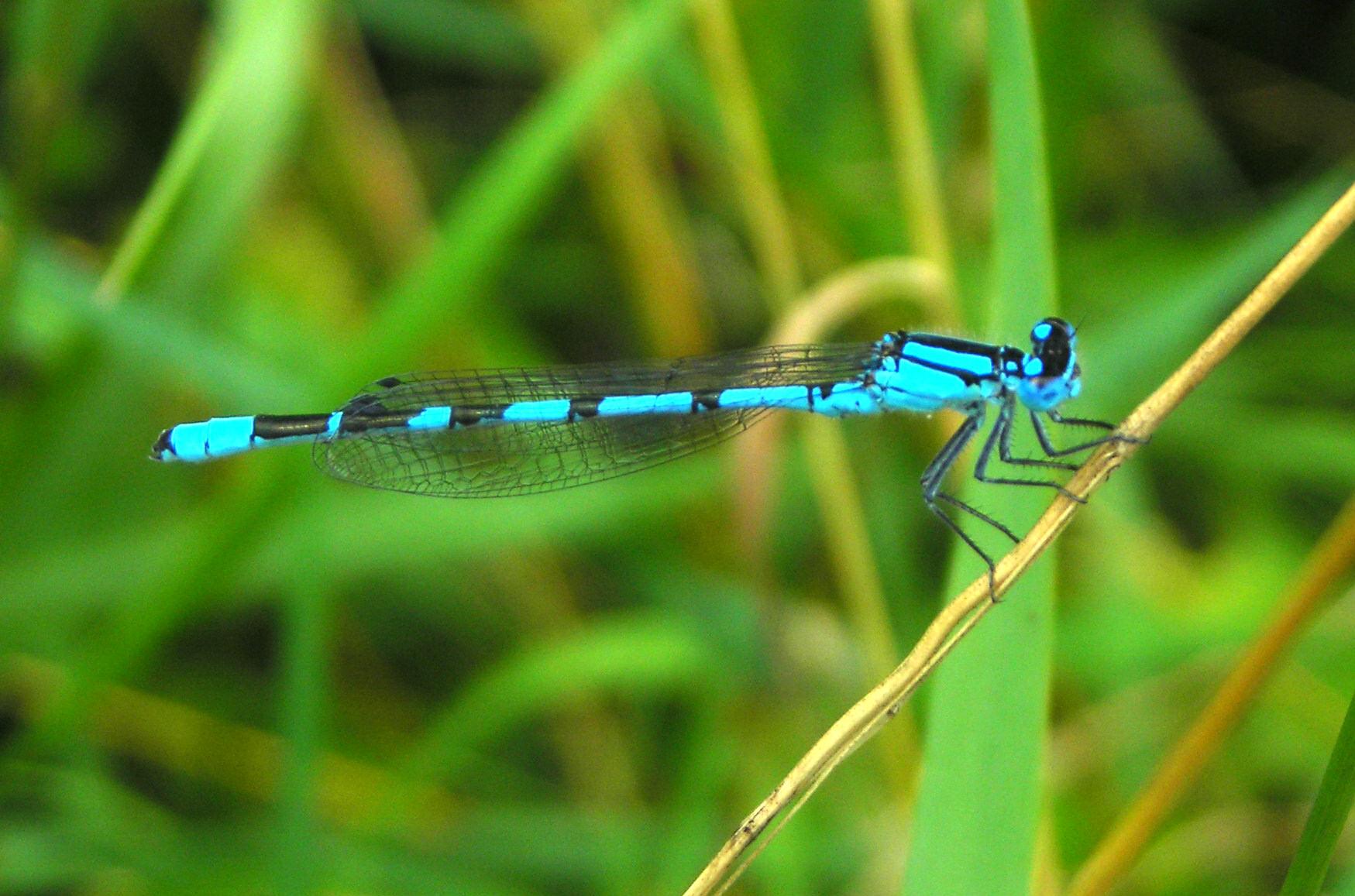 Coenagrion puella? no, Enallagma cyathigerum